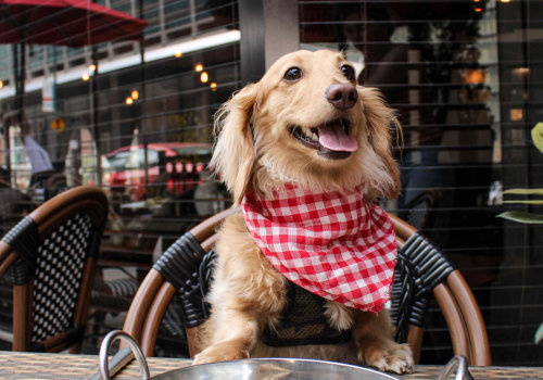 The Best Dog-Friendly Restaurants in Chicago, IL